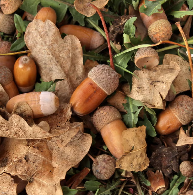 The Rich History of Acorn Oil in Native American Beauty Rituals