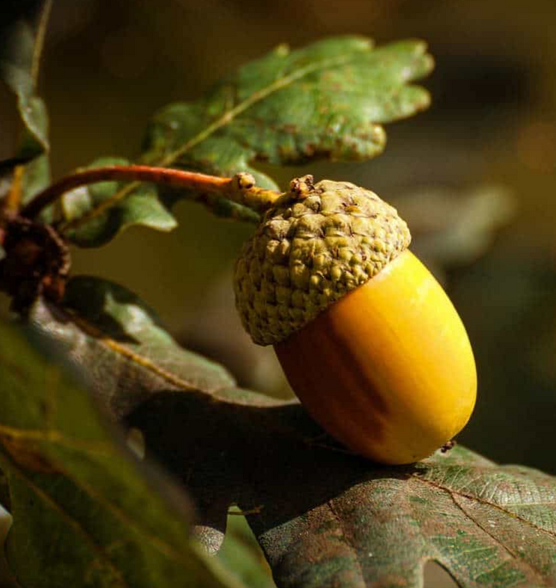 How Native Ingredients Inspire Today’s Skincare Innovations